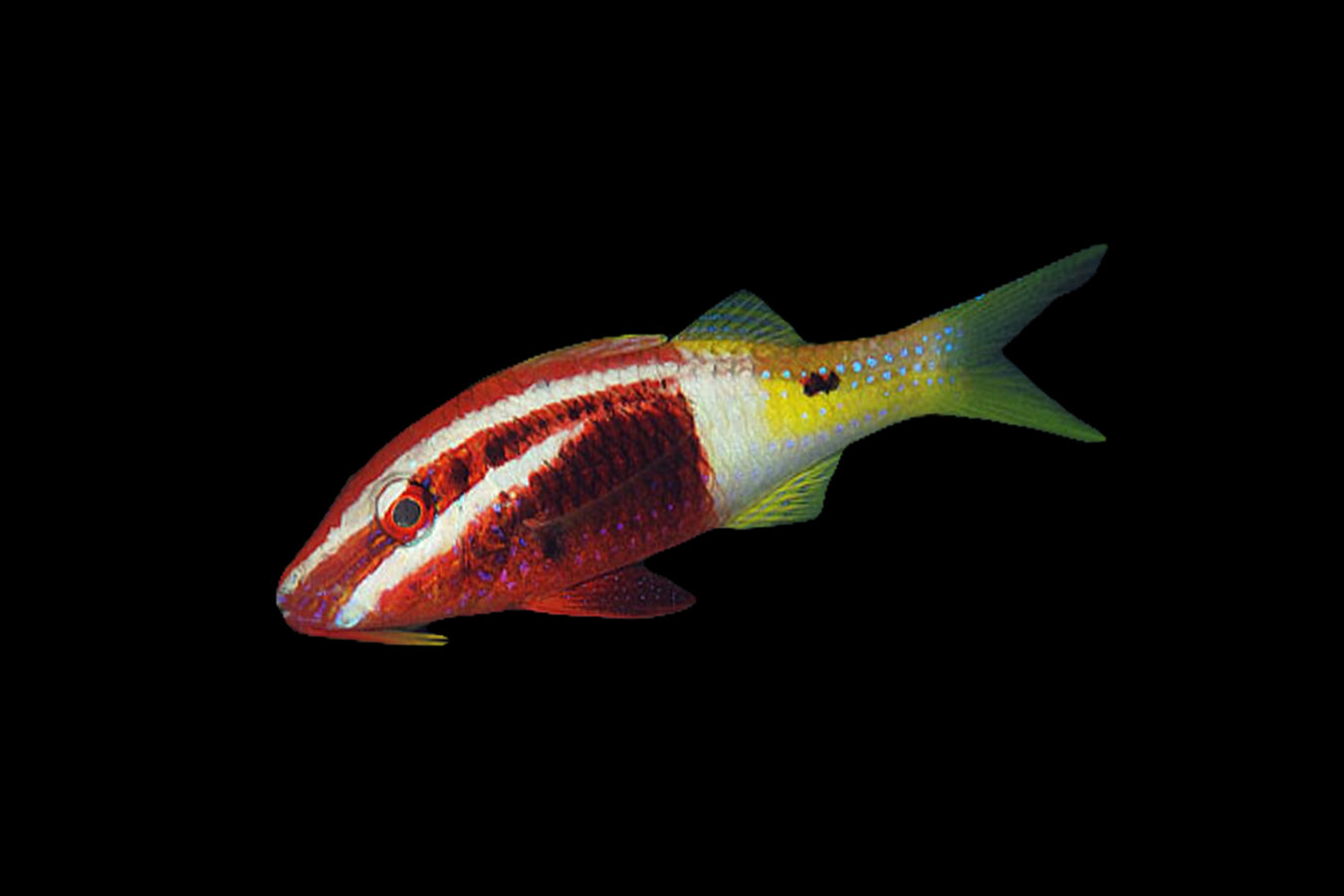 Goatfish