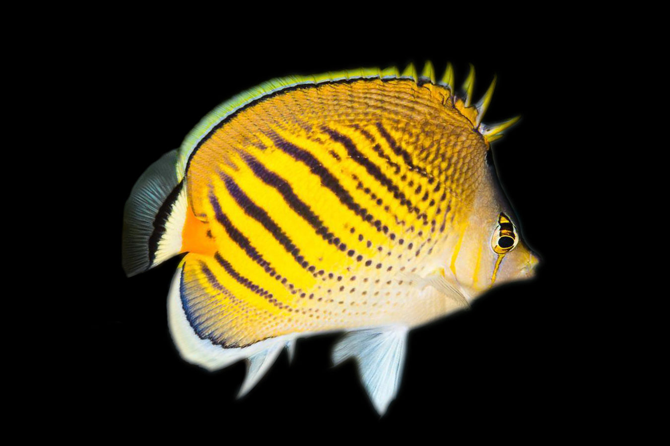 Butterflyfish