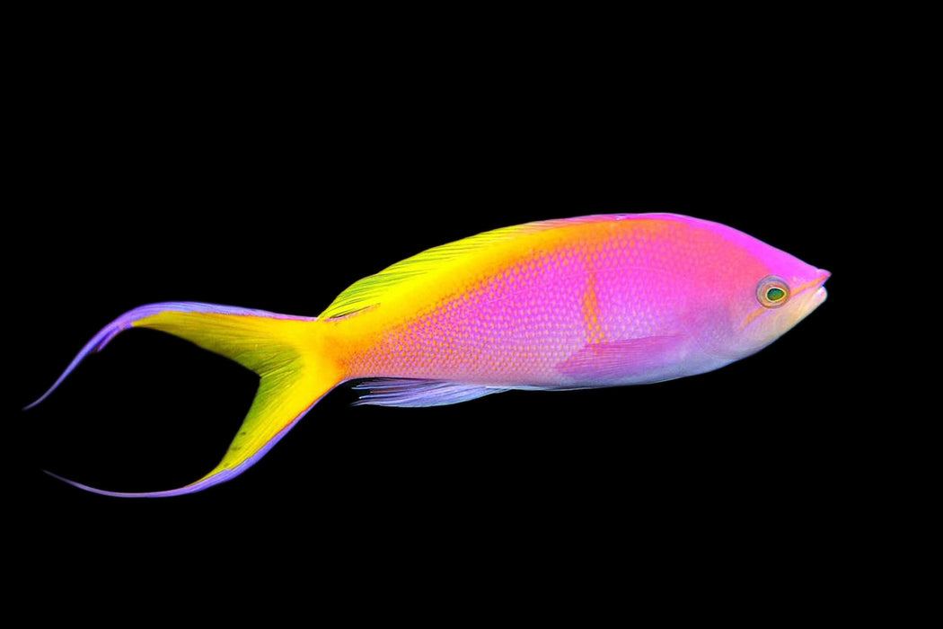 Barlett's Anthias