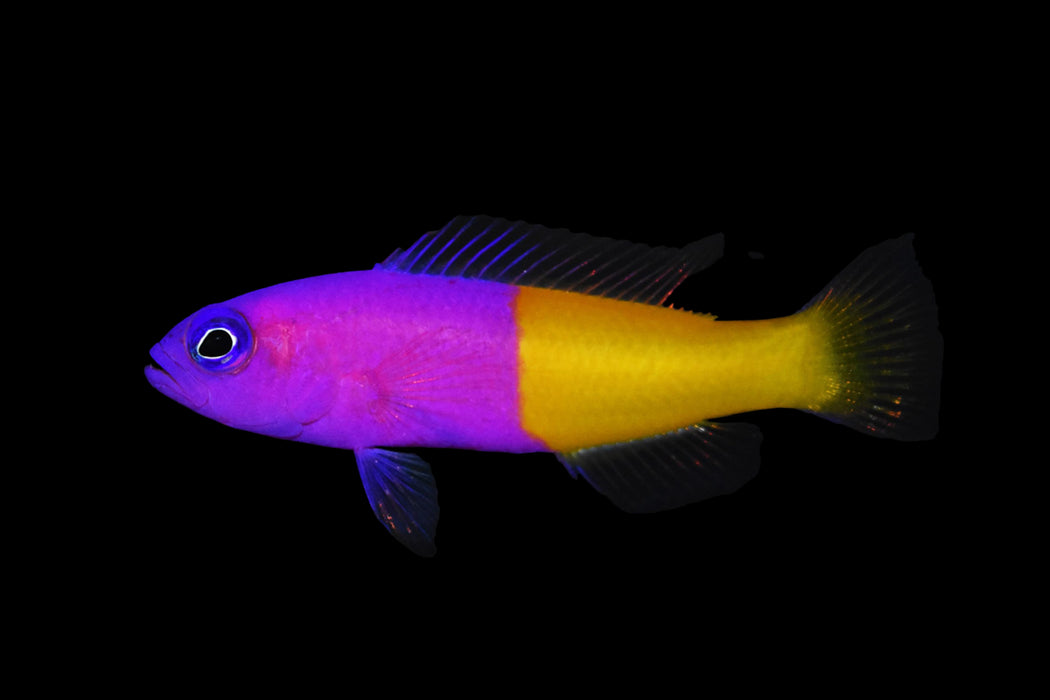 Bicolor Dottyback