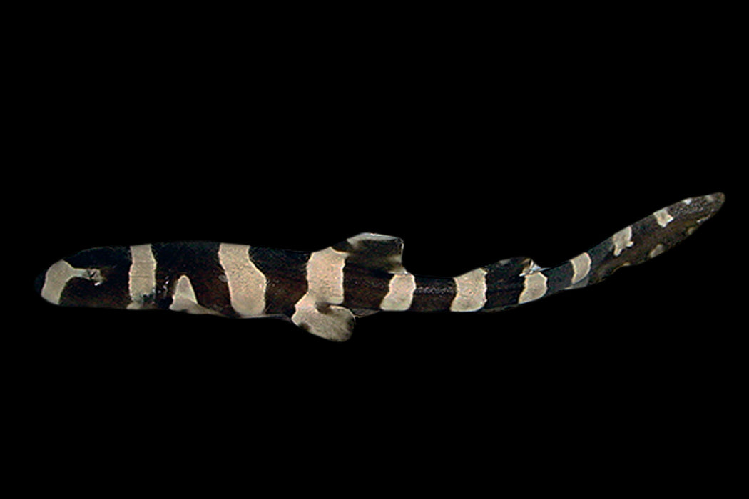 Black Banded Catshark