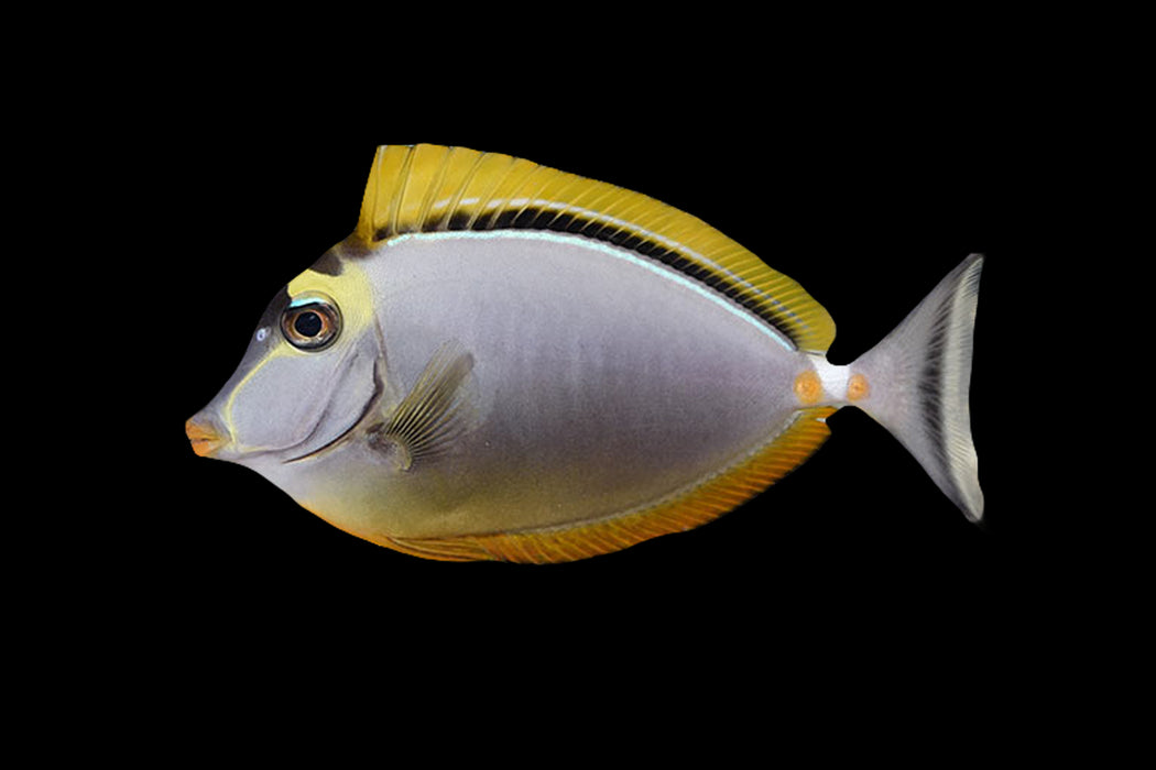 Blonde Naso Tang