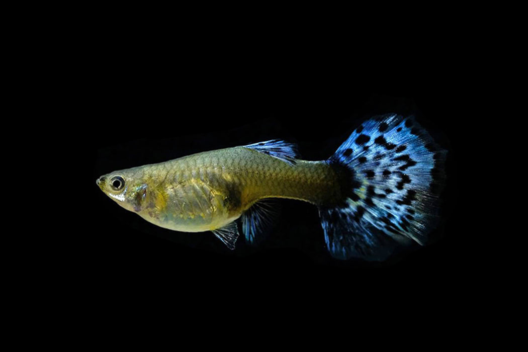 Blue Cobra Guppy