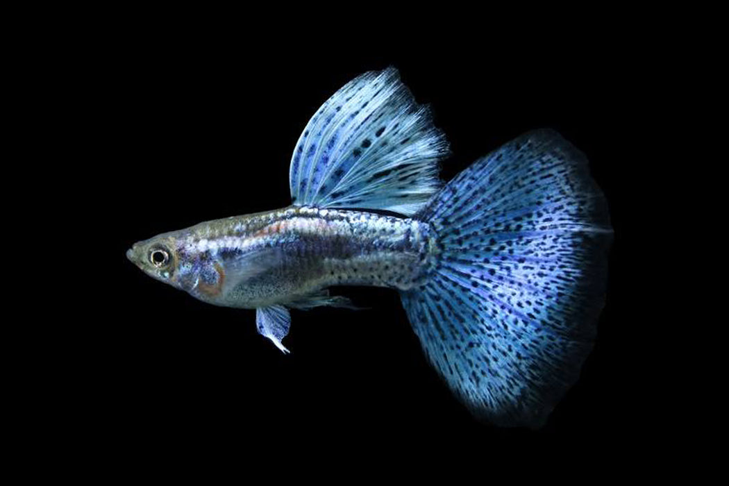 Blue Cobra Guppy