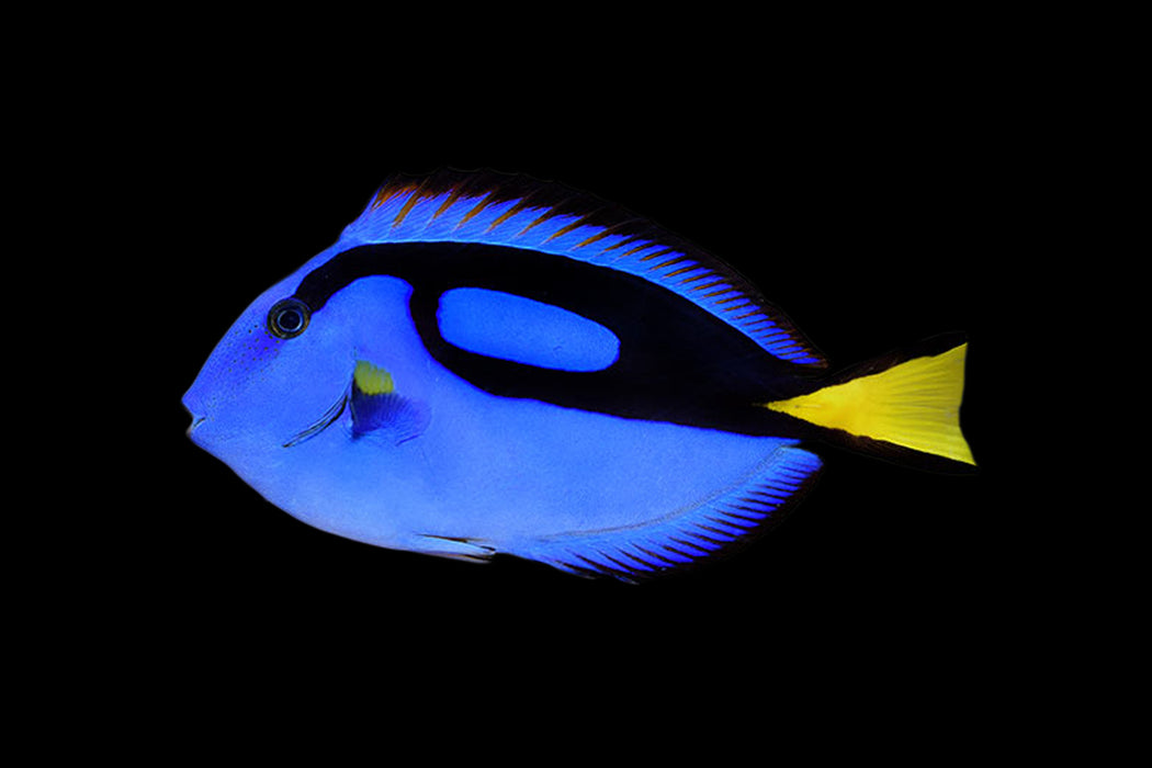 Blue Tang