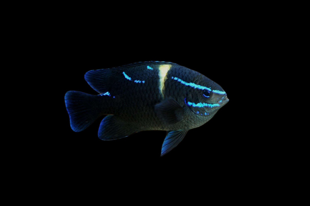 Blue Velvet Damsel