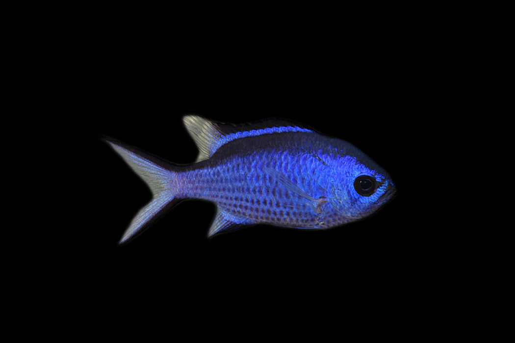 Blue Reef Chromis