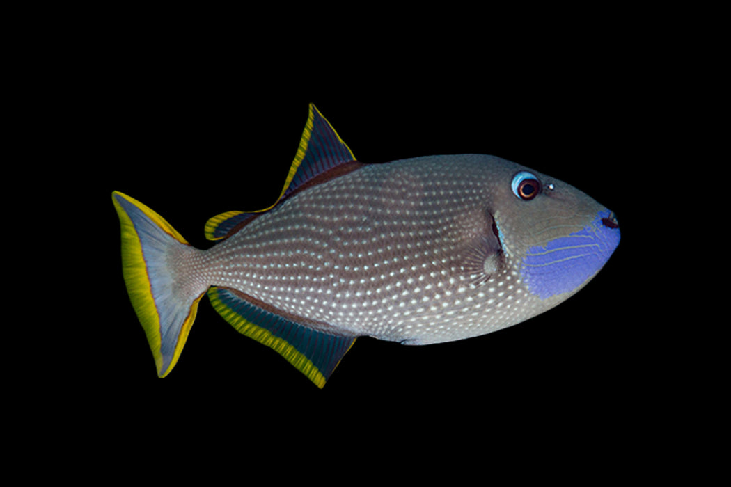 Blue Throat Triggerfish