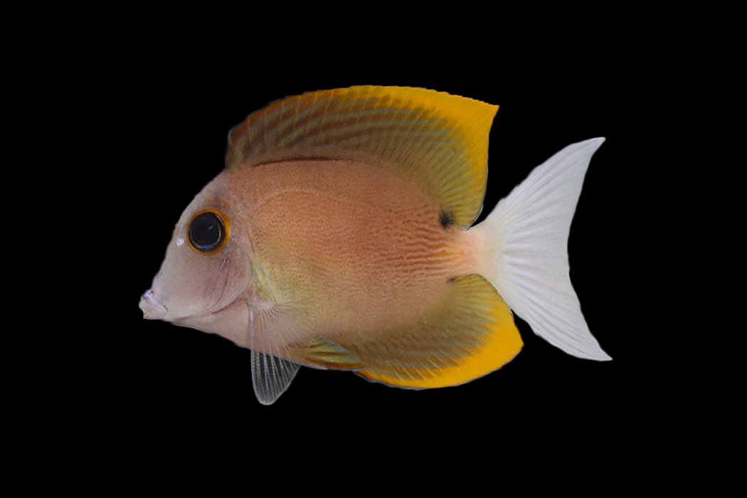 Bristletooth Tomini Tang