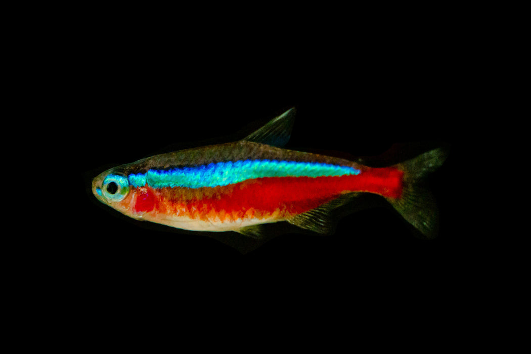 Cardinal Tetras