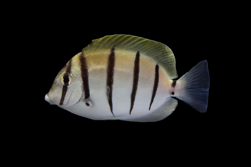 Convict Tang