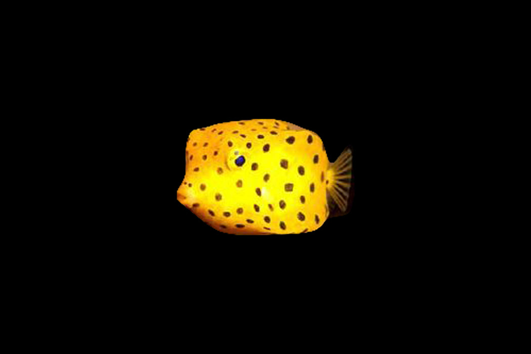 Cubicus Boxfish