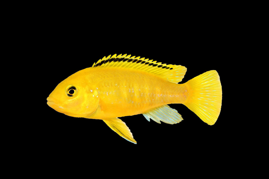 Electric Yellow Cichlid