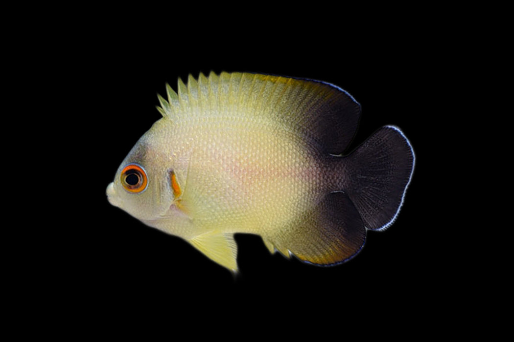 Half Black Angelfish