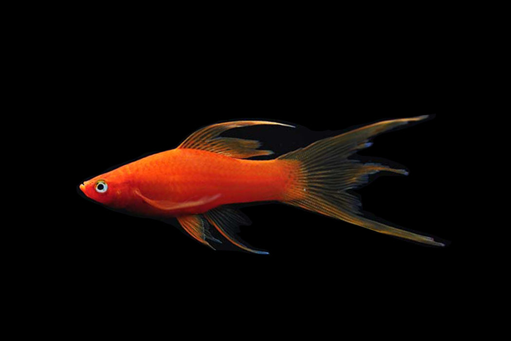 Hi Fin Lyretail Swordtail