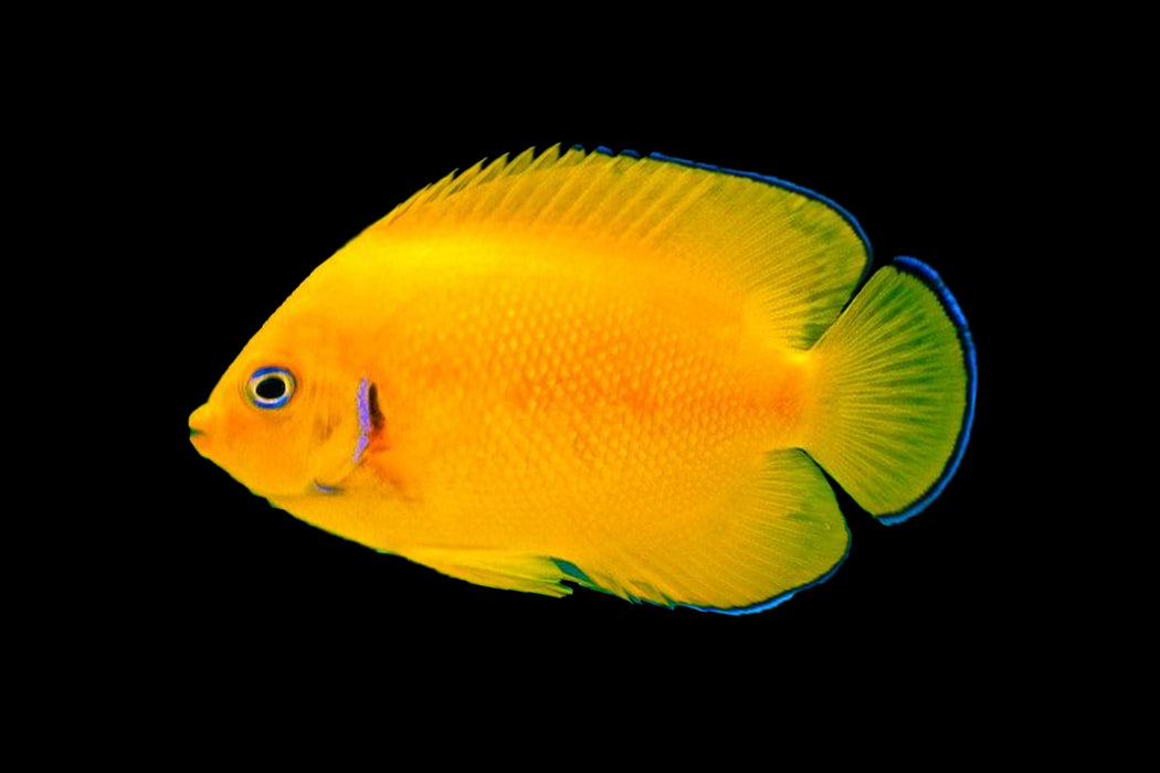 Lemonpeel Angelfish