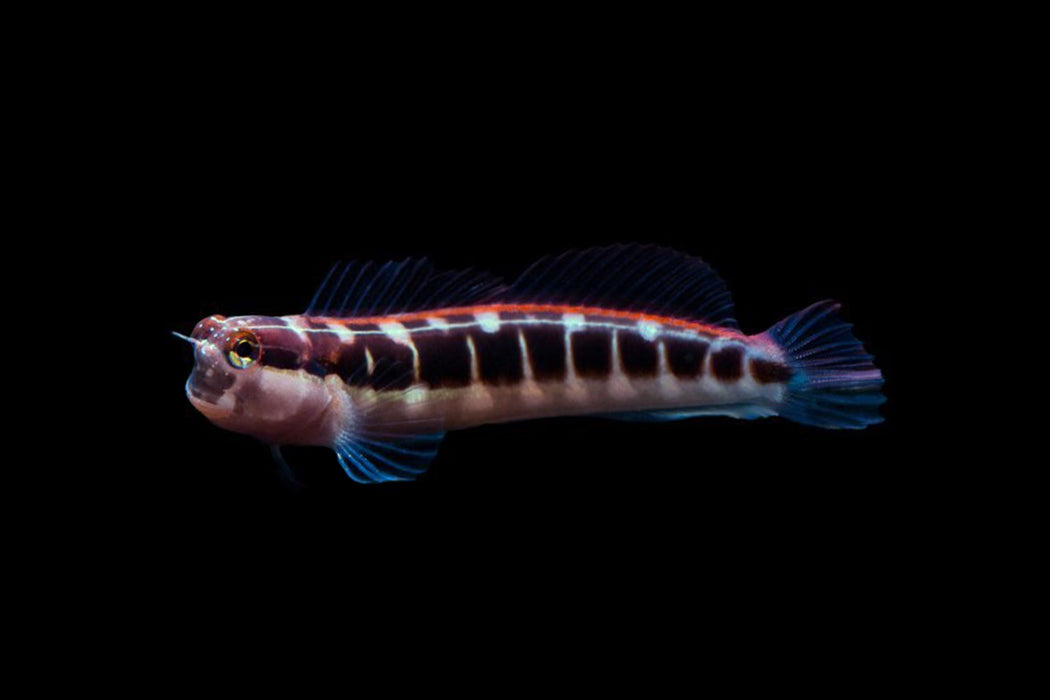 Linear Blenny