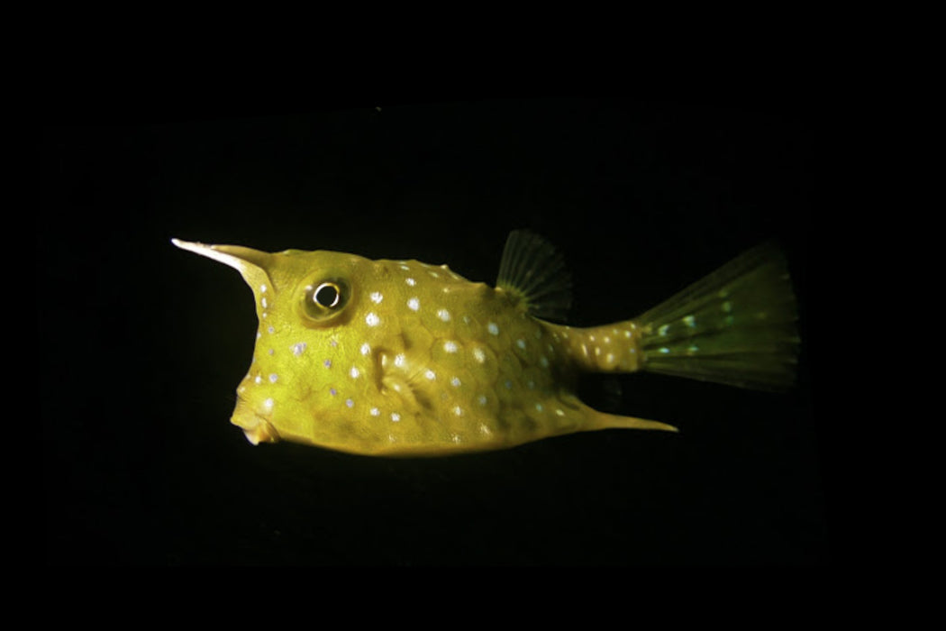 Longhorn Cowfish