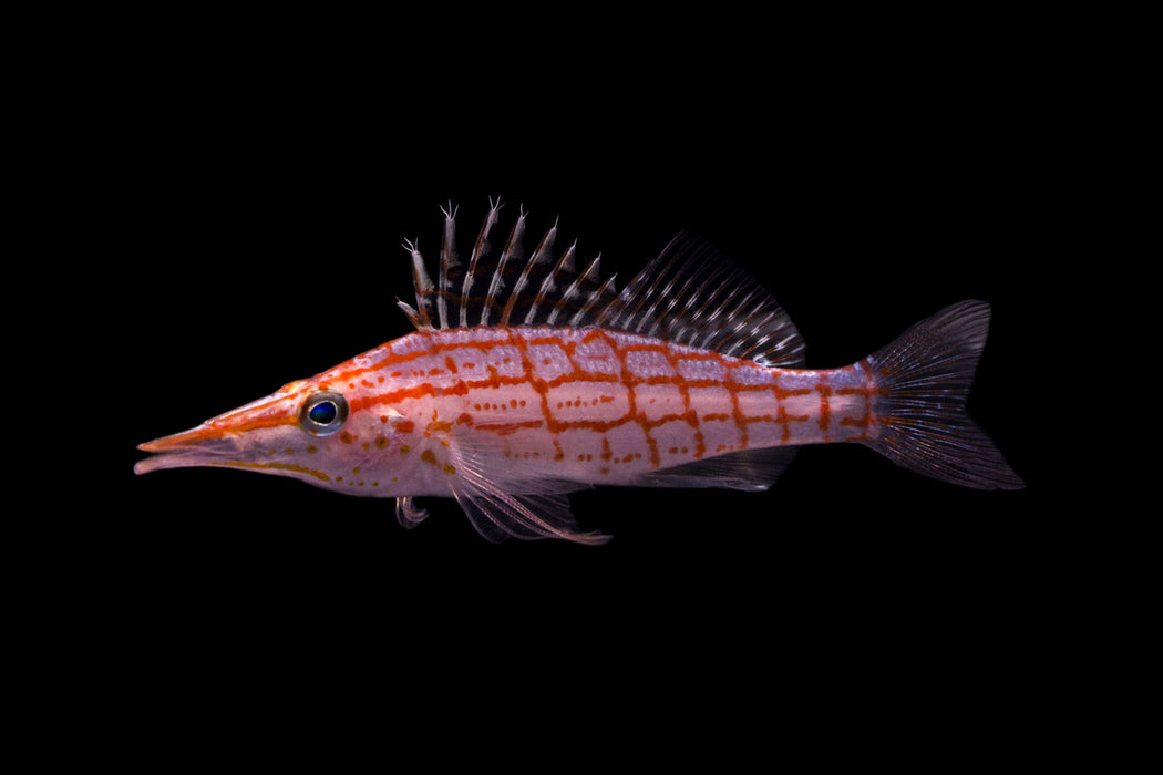 Longnose Hawkfish