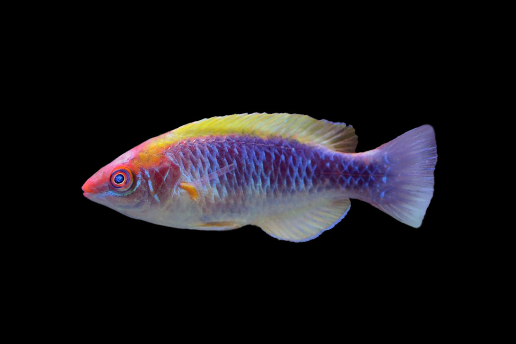 Lubbock's Fairy Wrasse