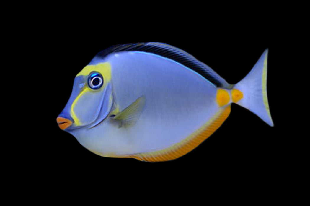 Naso Tang