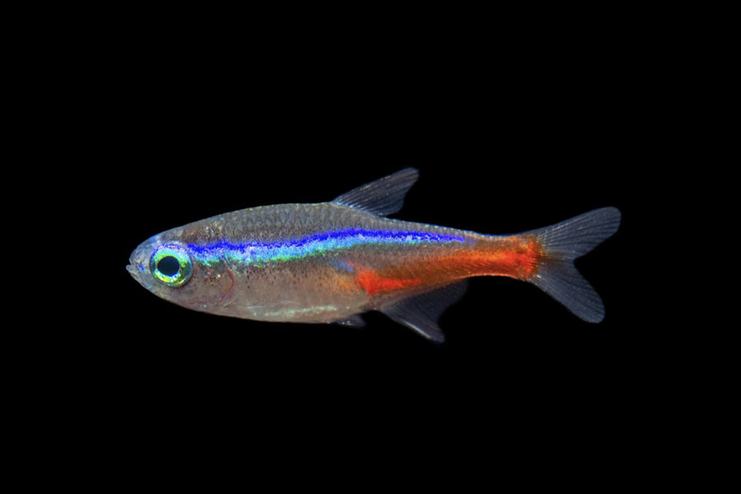 Neon Tetra