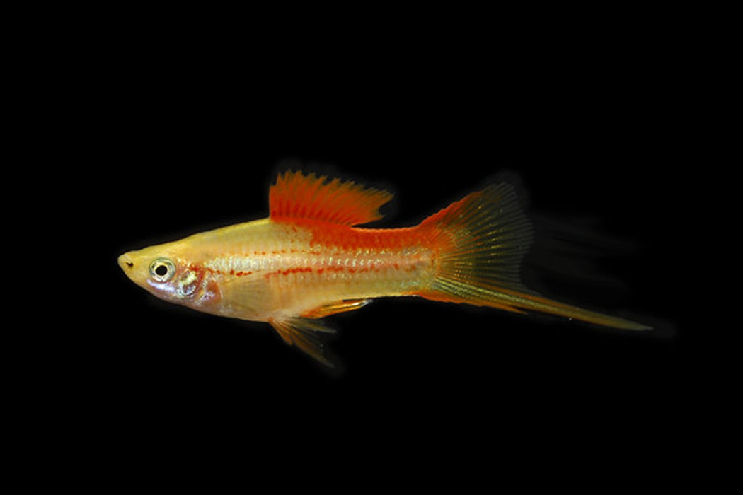 Pineapple Swordtail