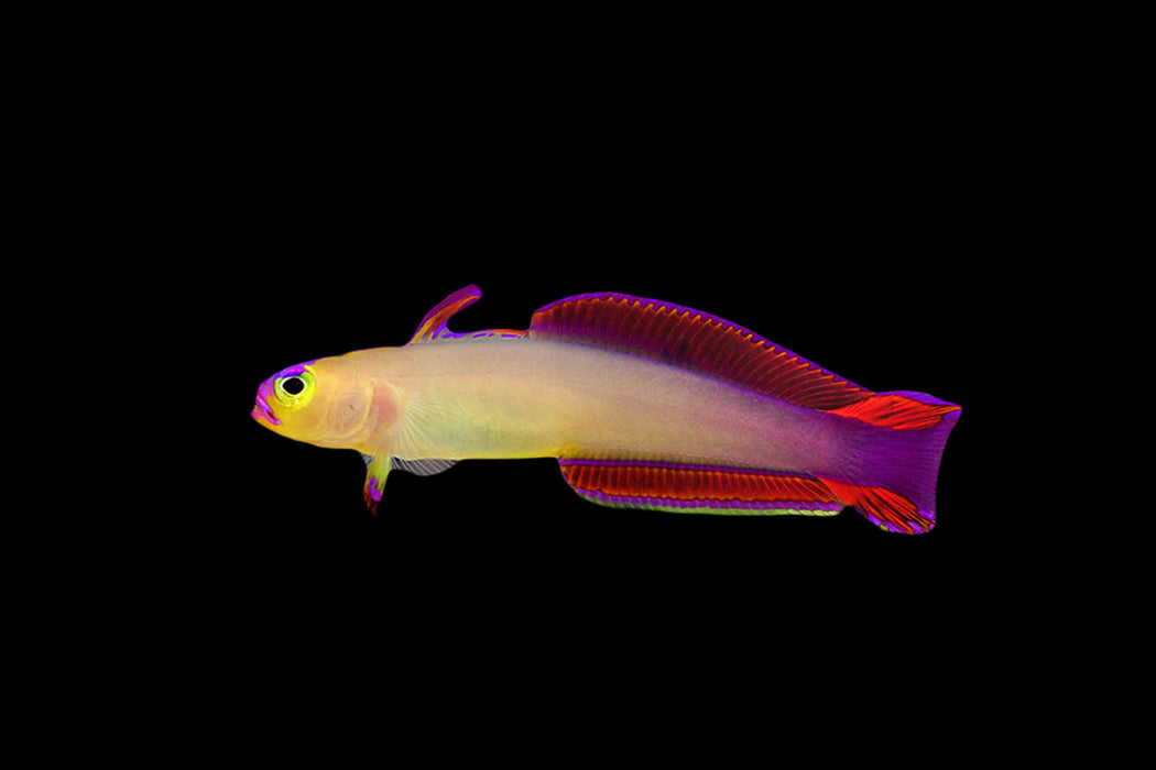 Purple Firefish