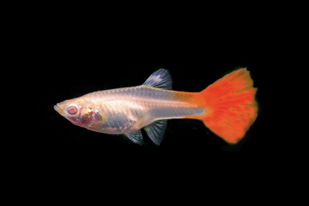 Red Flamingo Guppy