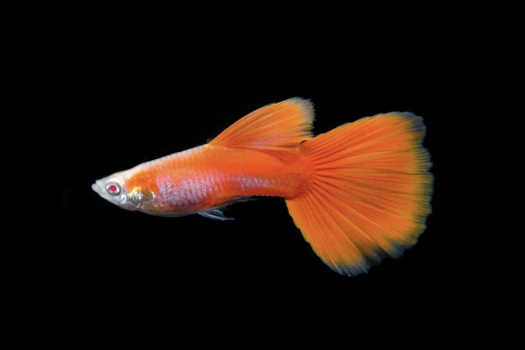 Red Flamingo Guppy
