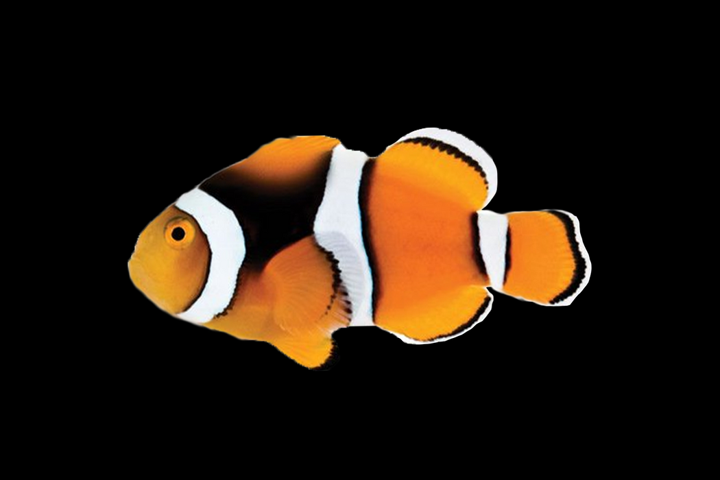 True Percula Clownfish
