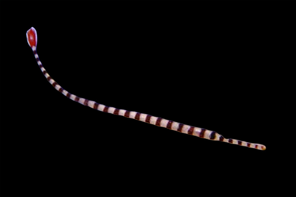 Banded Pipefish