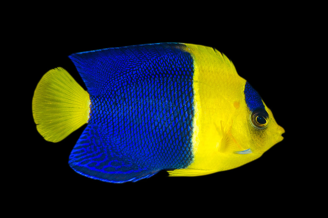 Bicolor Angelfish