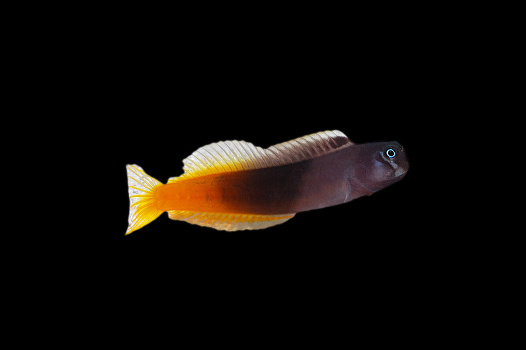Bicolor Blenny