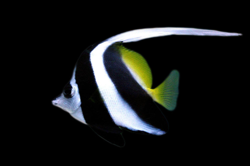 Black & White Heniochus Butterflyfish
