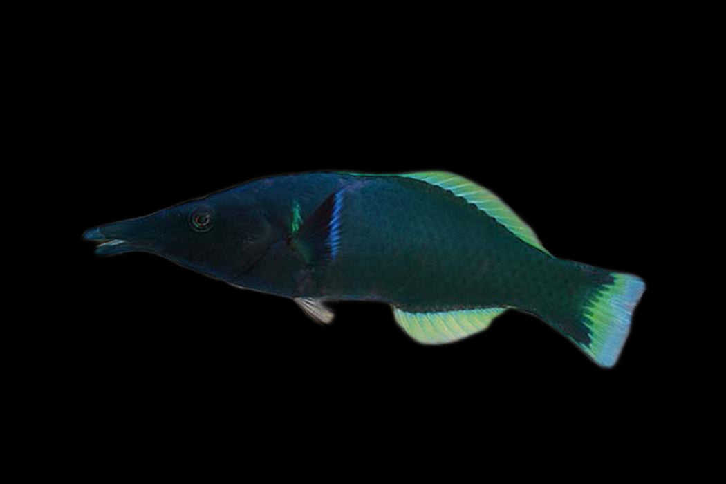Blue Bird Wrasse