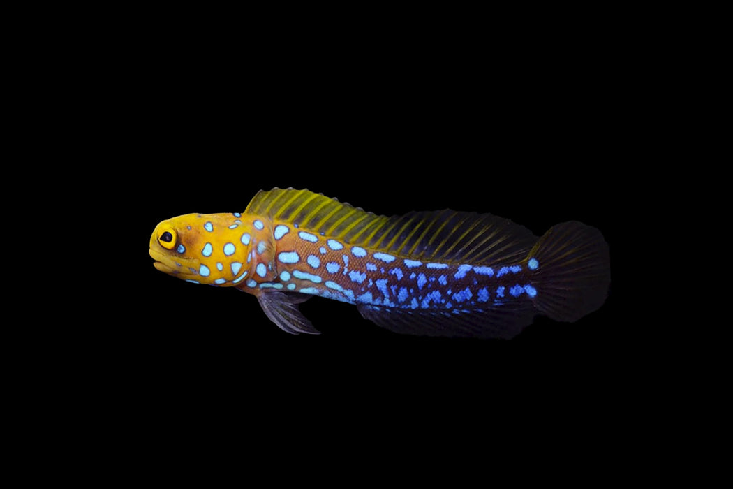 Blue Spot Jawfish