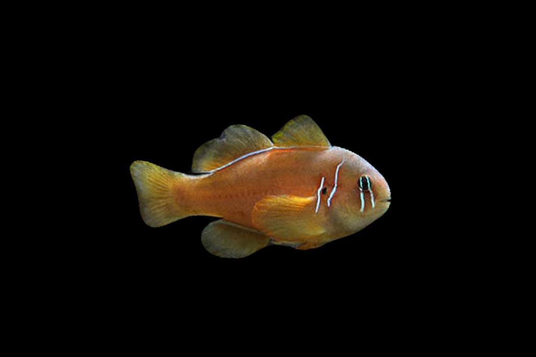 Citrinis Clown Goby