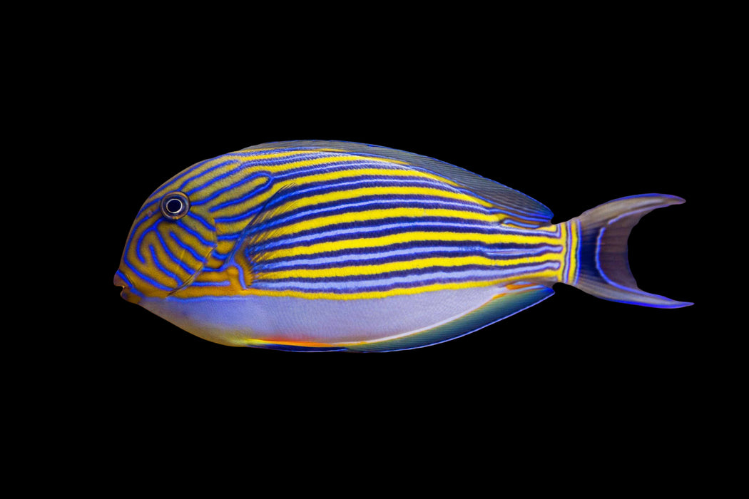 Clown Tang