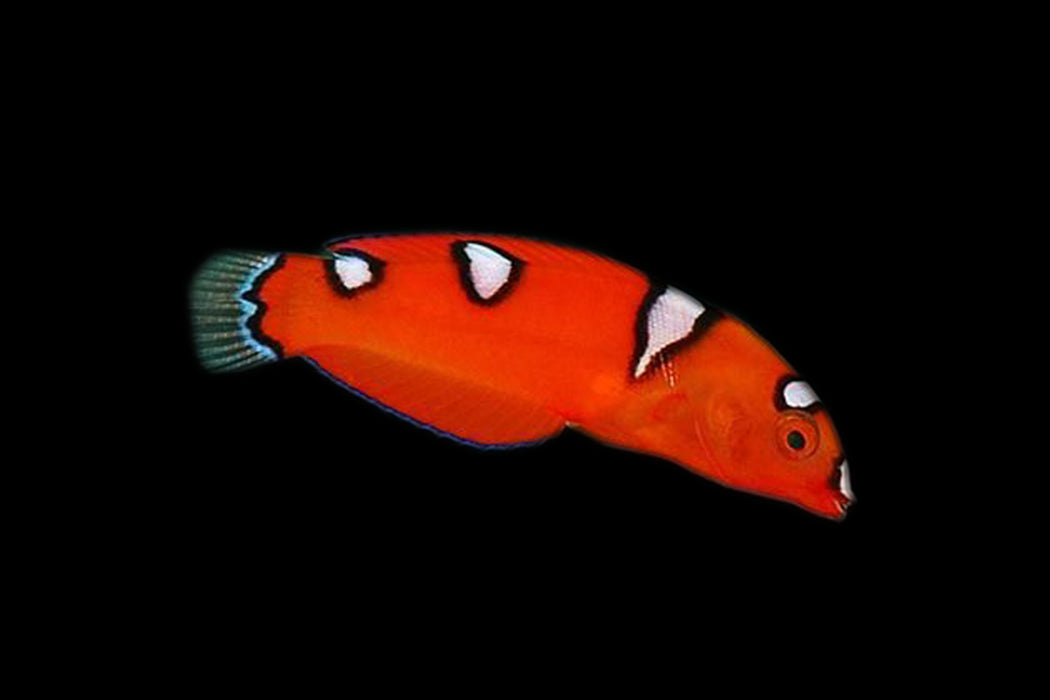 Clown Wrasse