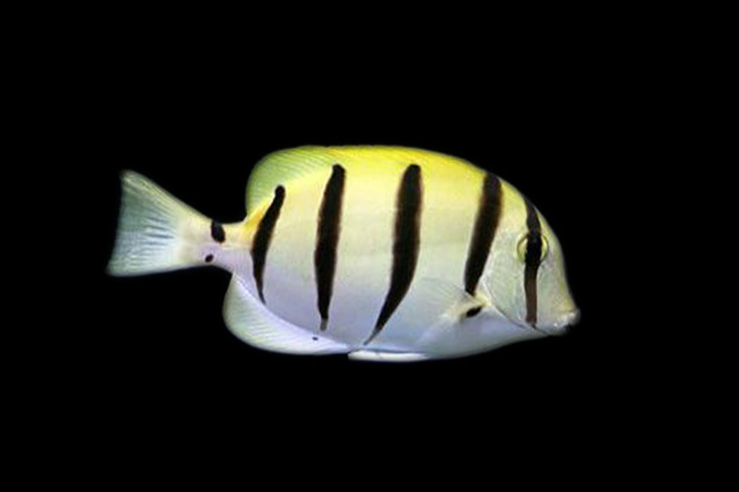 Convict Tang