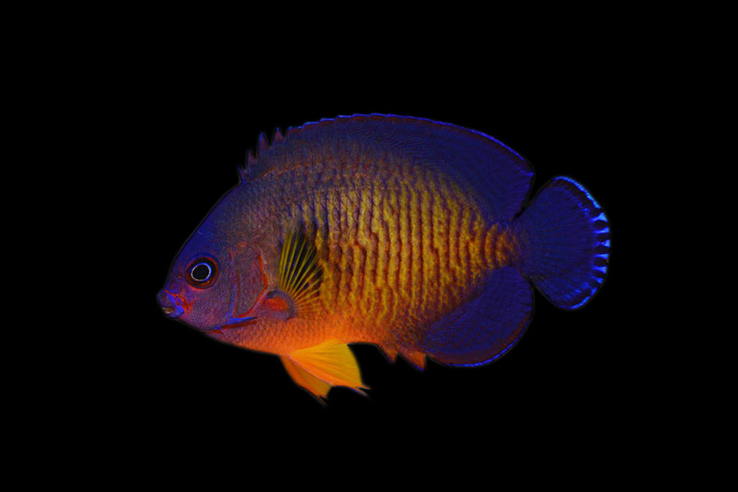 Coral Beauty Angelfish