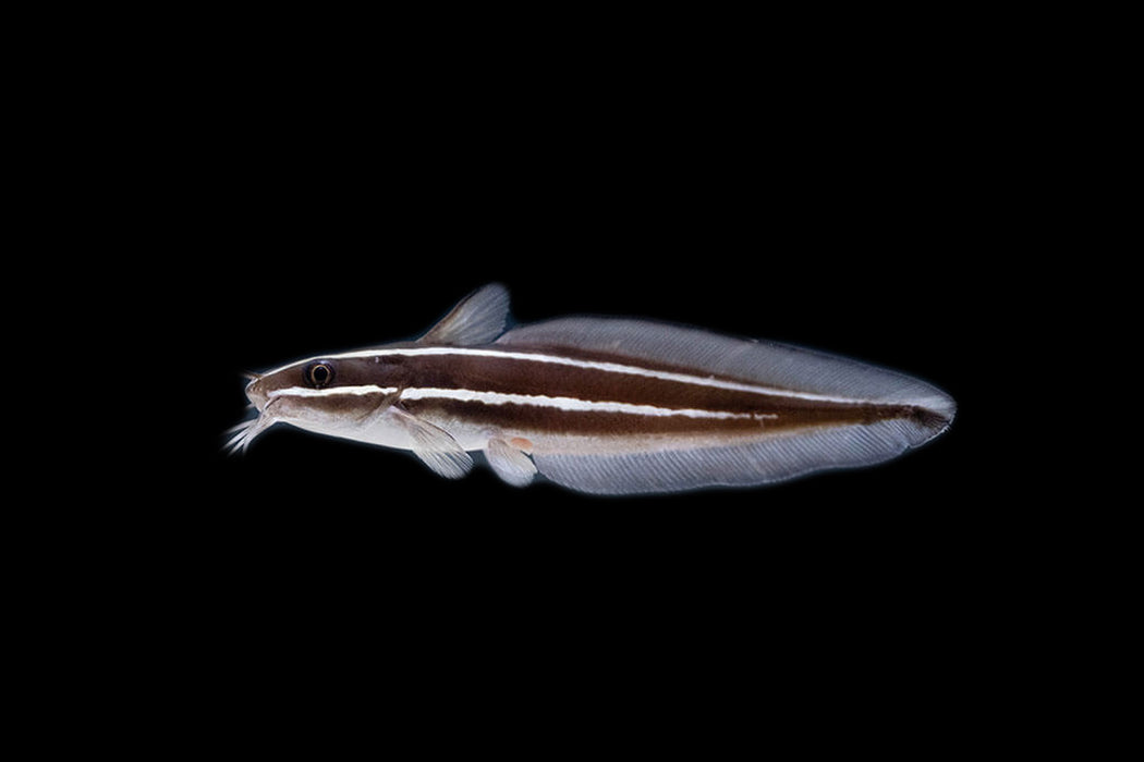 Coral Catfish