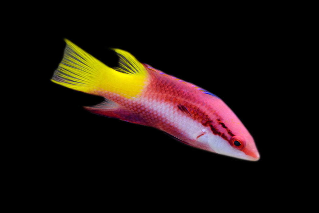 Cuban Hogfish