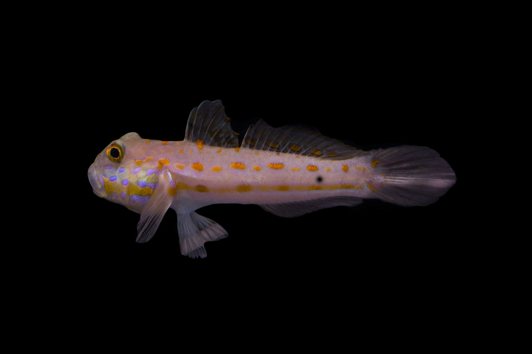 Diamond Watchman Goby