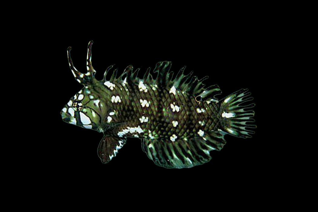 Dragon Wrasse