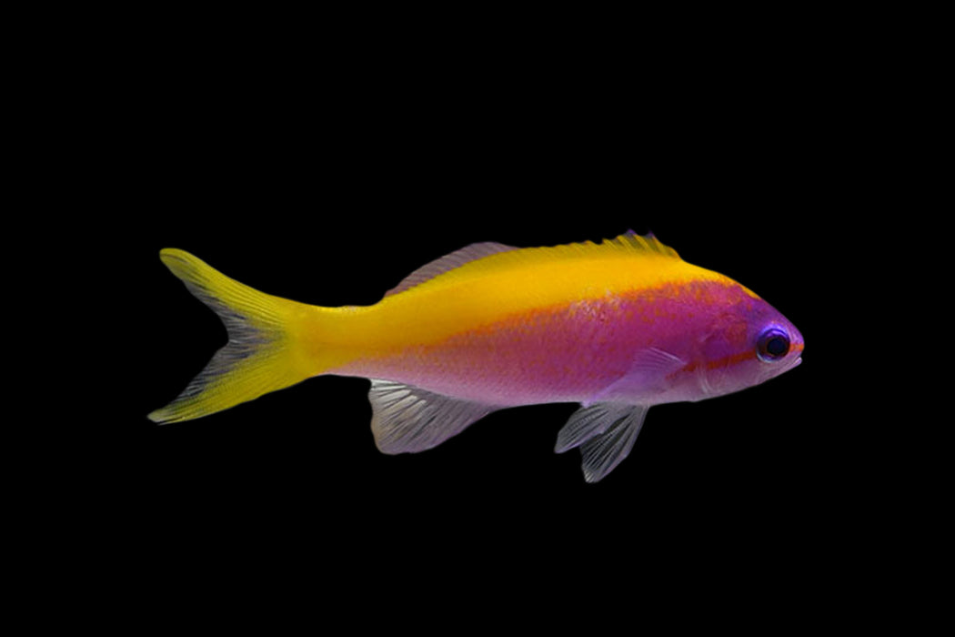 Evansi Anthias