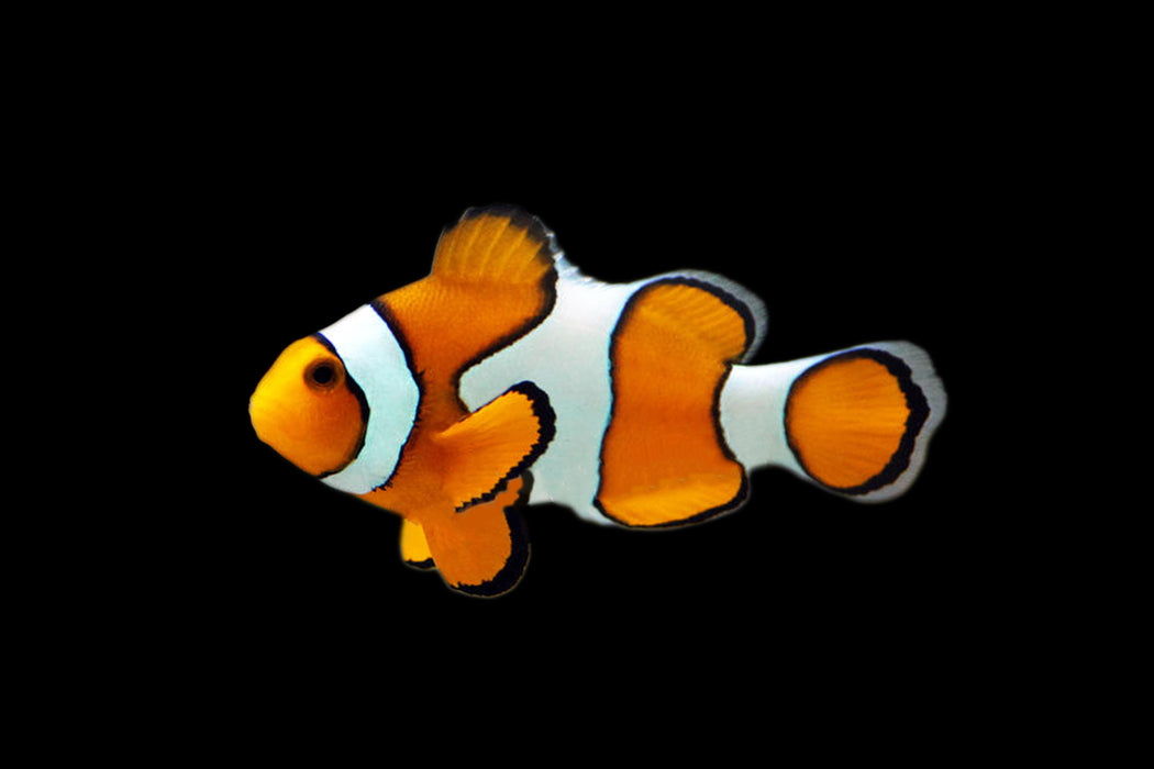 False Percula Clownfish