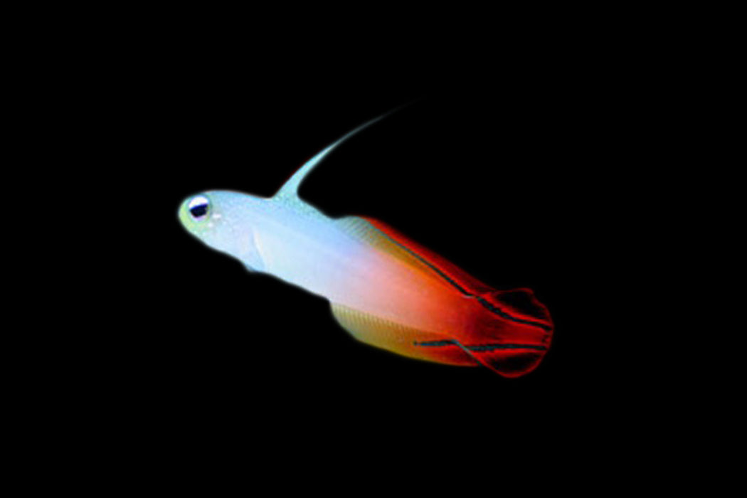 Firefish