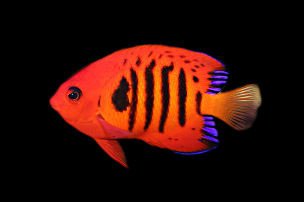 Flame Angelfish